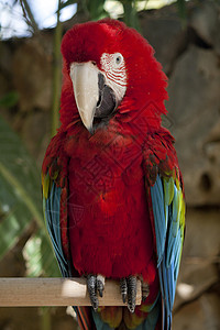 斯嘉丽马考绿色动物鸟类金刚鹦鹉蓝色动物群热带动物园红色鹦鹉背景图片