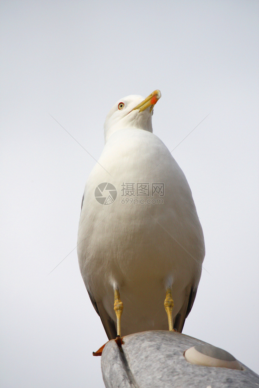 黄腿海鸥鸥科动物群生物海鸟羽毛银色野生动物天空海洋荒野图片