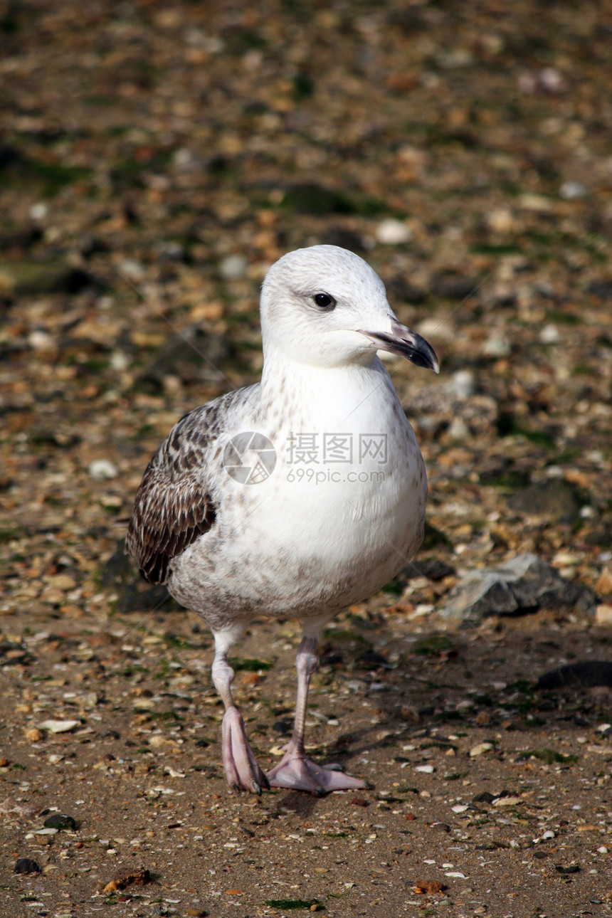 少年徒步鹅卵石海岸线海洋海鸟白色羽毛荒野鸥科动物群动物图片