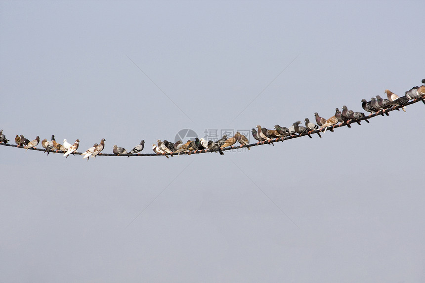 线上鸽子天空曲线人群翅膀金属团体电气电缆鸟类蓝色图片