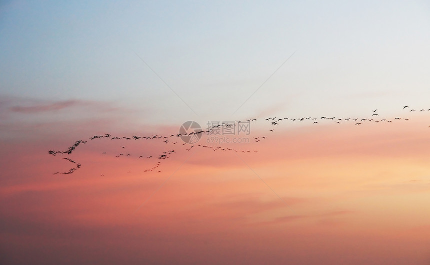 日落时移徙家庭天空飞行航班美丽野生动物团体橙子迁移鸟类图片