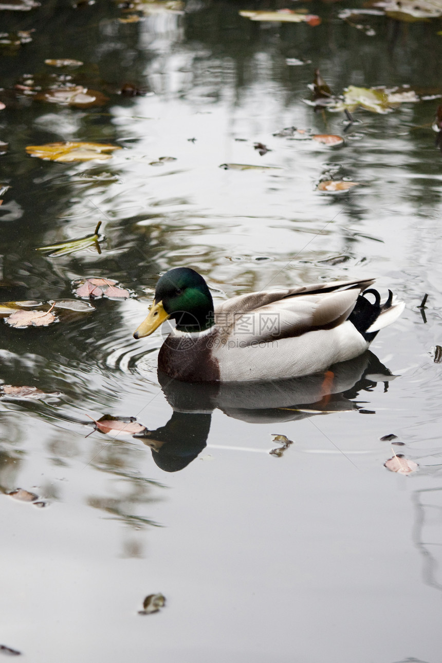 野鸭鸭子绿色水池野生动物飞沫叶子荒野羽毛池塘动物图片