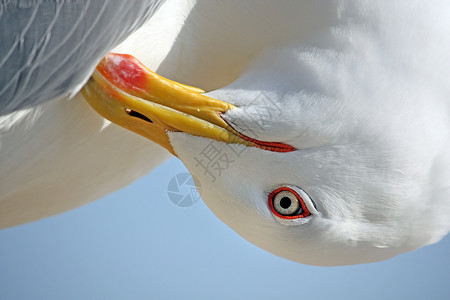 鲱鱼鸥海鸥头蓝色翅膀黄腿海洋动物群海鸟生物白色银色动物背景