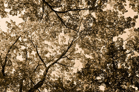 天空中的树木树叶黑与白双音分支机构背景图片
