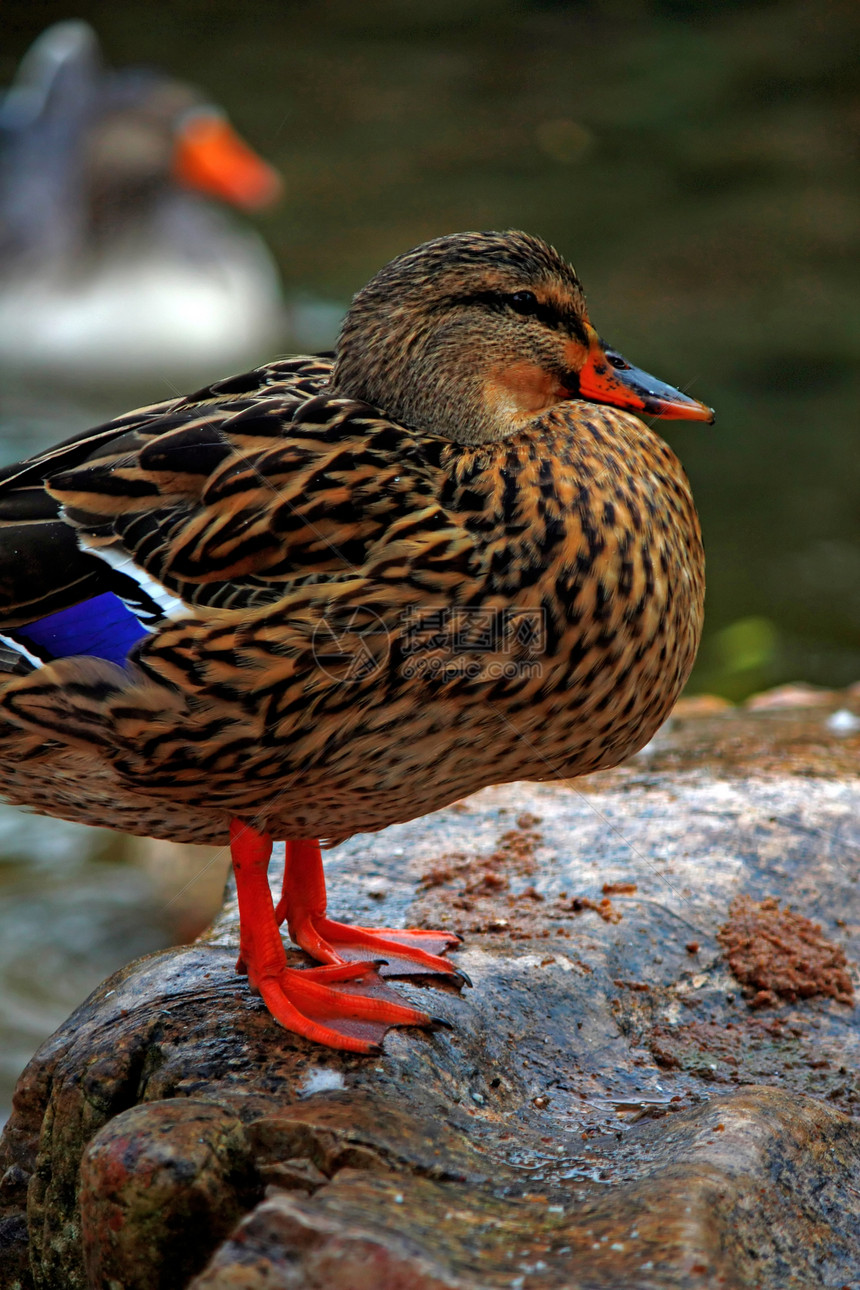 马华达鸭池塘账单动物岩石野生动物棕色蓝色橙子羽毛鸭子图片