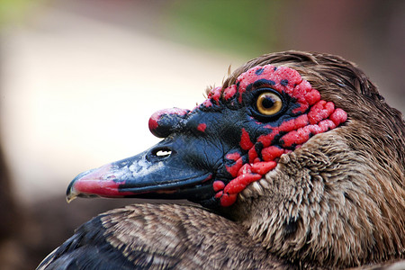 鸭头红花眼睛棕色羽毛红色黑色鸭子背景图片