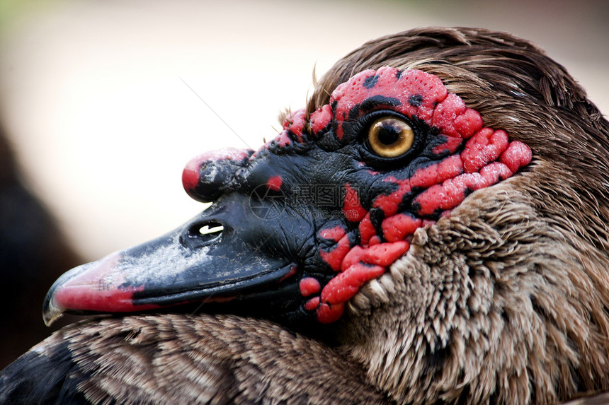 鸭头棕色荒野羽毛红花眼睛鸟类野生动物晴天白色嘎嘎图片