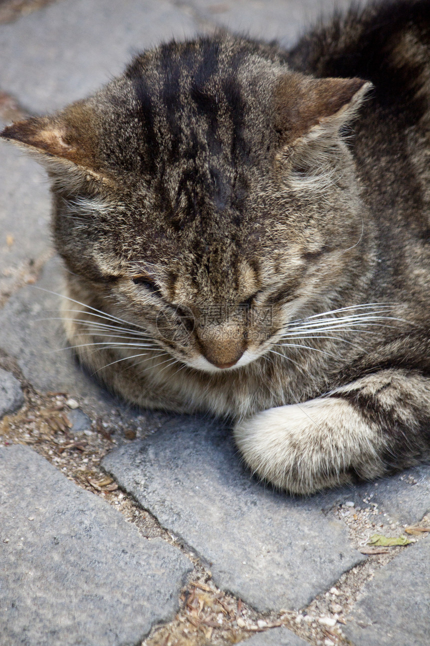 内家猫小猫动物睡眠地面毛皮条纹休息宠物灰色猫科图片