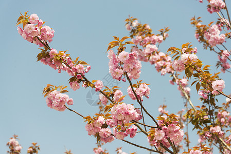 樱花花花朵樱花树木背景图片