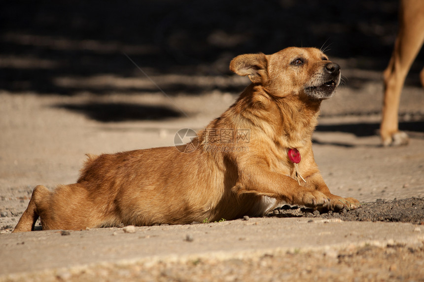 家养狗晴天太阳棕色身体街道犬类动物朋友哺乳动物宠物图片