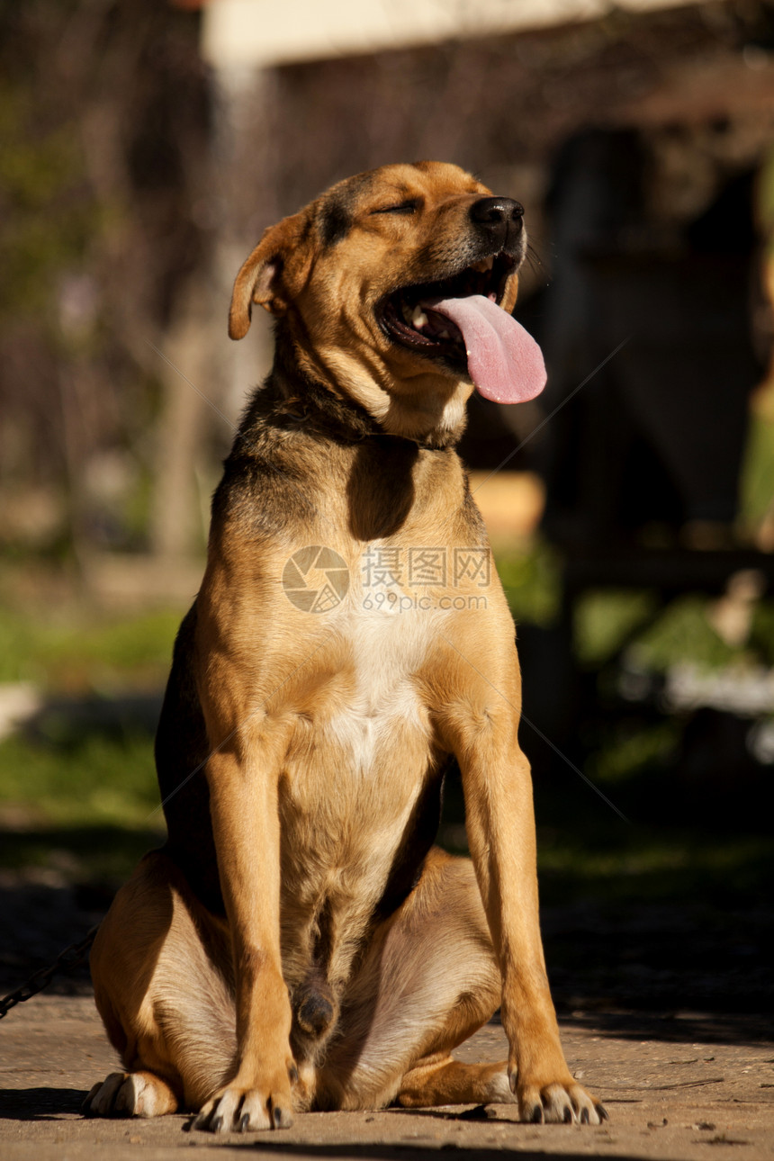 家养狗宠物动物身体犬类棕色太阳舌头哺乳动物街道朋友图片