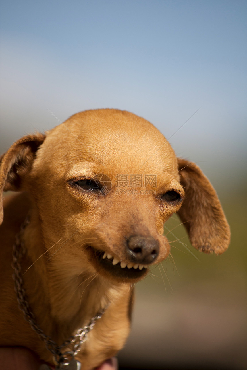 带着奇怪微笑的狗宠物动物晴天街道哺乳动物太阳棕色猎犬小狗朋友图片