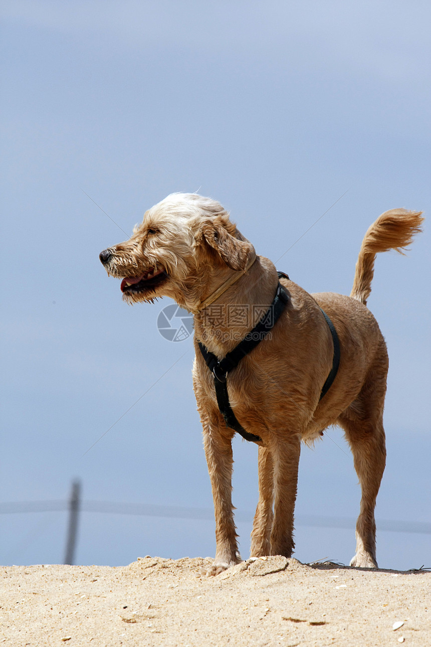 海滩上的狗狗小狗棕色哺乳动物犬类街道身体动物太阳猎犬朋友图片