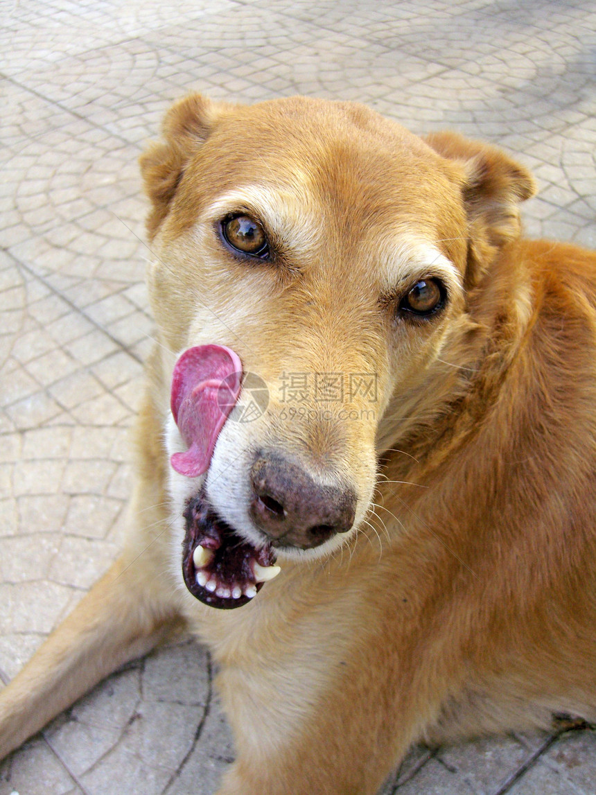 舔狗街道舌头动物朋友哺乳动物犬类猎犬小狗路面棕色图片