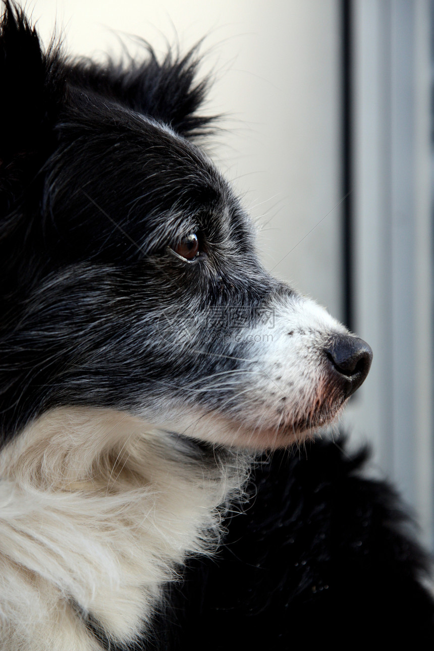 头狗小狗朋友白色犬类棕色宠物动物猎犬黑色图片