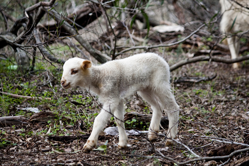 新生儿羊图片