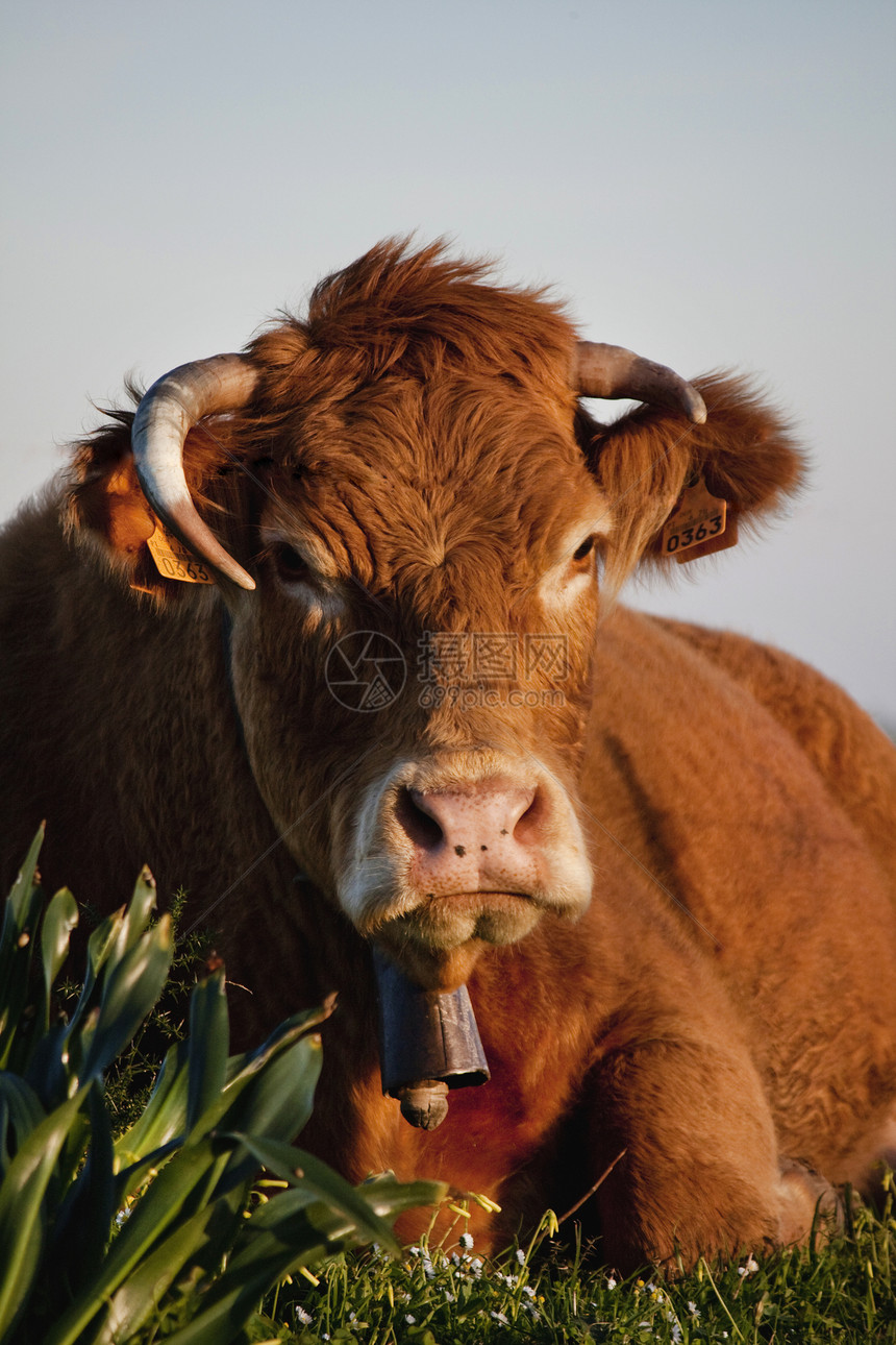 棕奶牛动物喇叭场地农村农场哺乳动物植被棕色乡村家畜图片