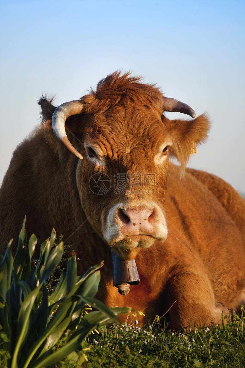棕奶牛天空牧场农村动物喇叭棕色农场植被乡村哺乳动物图片