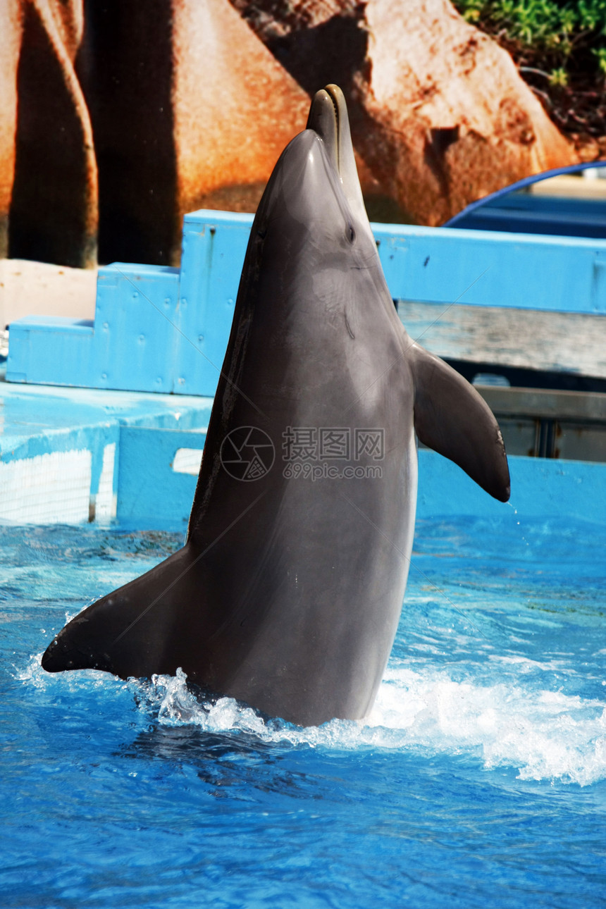 海豚舞蹈潜水力量海洋喜悦蓝色生物吸引力哺乳动物游戏乐趣图片
