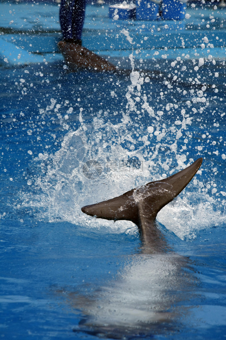 海豚的尾巴图片