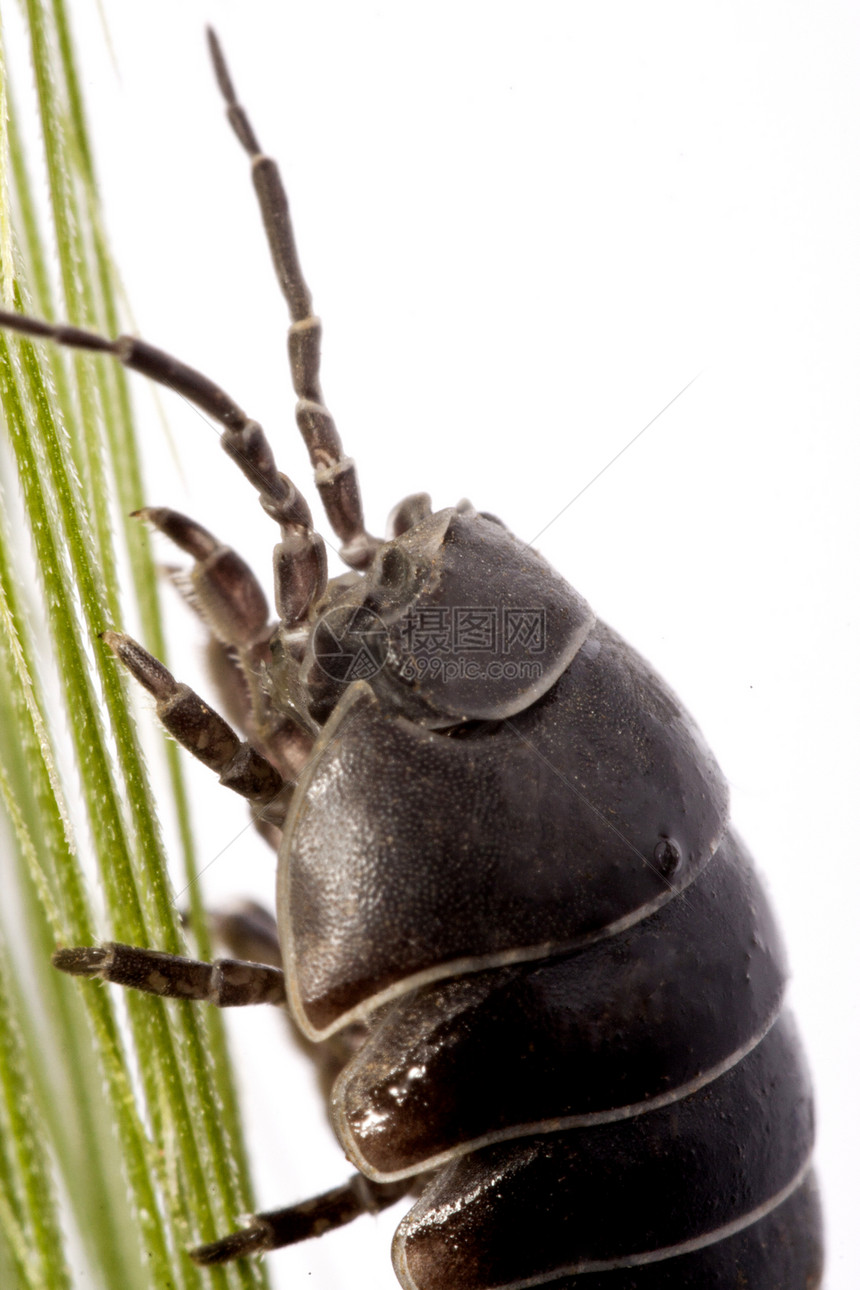 木滑虫虫盔甲潮虫甲虫天线害虫漏洞木虱白色昆虫丸虫图片