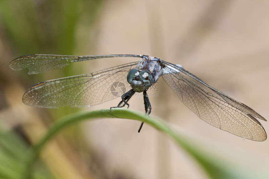 结骨滑雪龙池塘害虫漏洞翅膀野生动物蓝色眼睛捕食者荒野蜻蜓图片