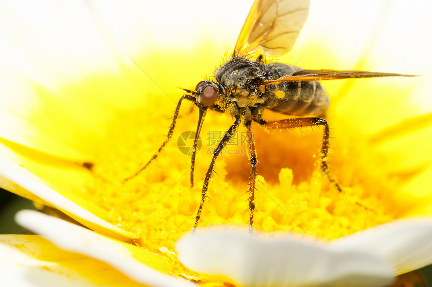 气球飞球孤独宏观生物学花粉昆虫漏洞昆虫学镶嵌雏菊翅膀图片