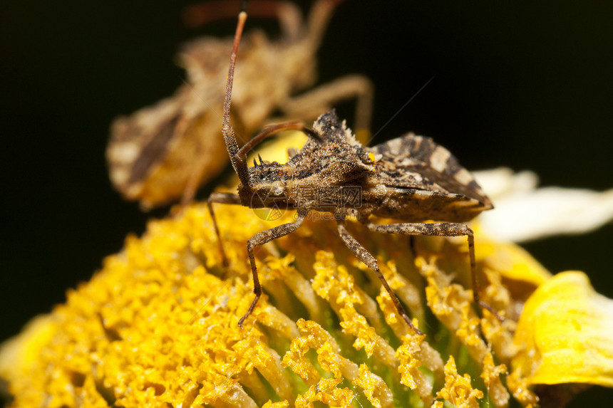 杂草昆虫中心荒野雏菊花粉白色漏洞孤独宏观身体眼睛野生动物图片