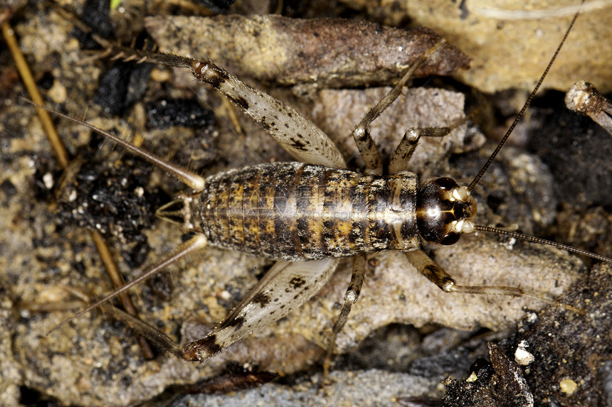 板球甲虫昆虫学地面蟋蟀棕色荒野昆虫黑色漏洞宏观图片