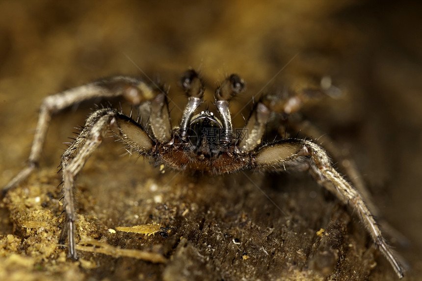 野生蜘蛛动物姿态野生动物宏观森林树干脊椎动物毒液捕食者危险图片