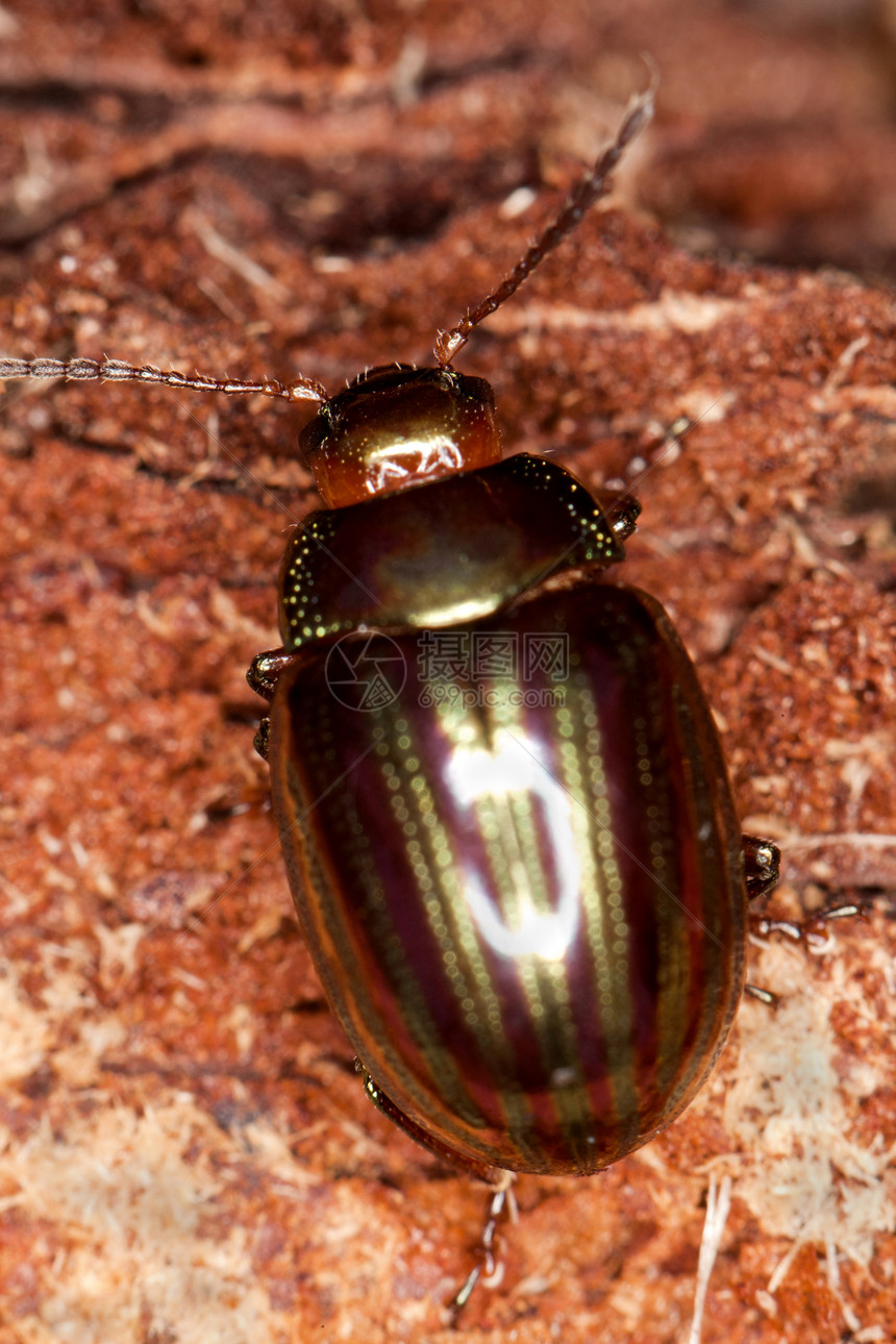 罗斯玛丽甲虫昆虫绿色黑色光泽金子龟子橙子植物动物金属图片
