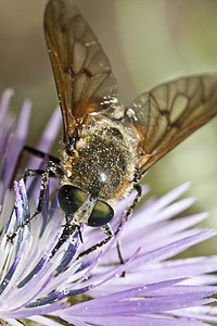 原苯基主要翅膀双翅目蜜蜂尖嘴黄色蚕科宏观昆虫眼睛天线背景图片