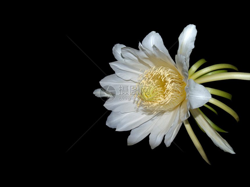 龙果花黑色风格雌蕊生长花瓣装饰水果花粉热带图片