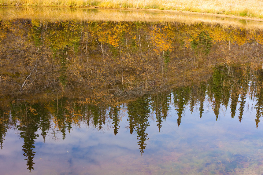 在加拿大育空地区坠落 对水表面的反思针叶林池塘树木地区绿色反射寂寞金子黄色镜像图片