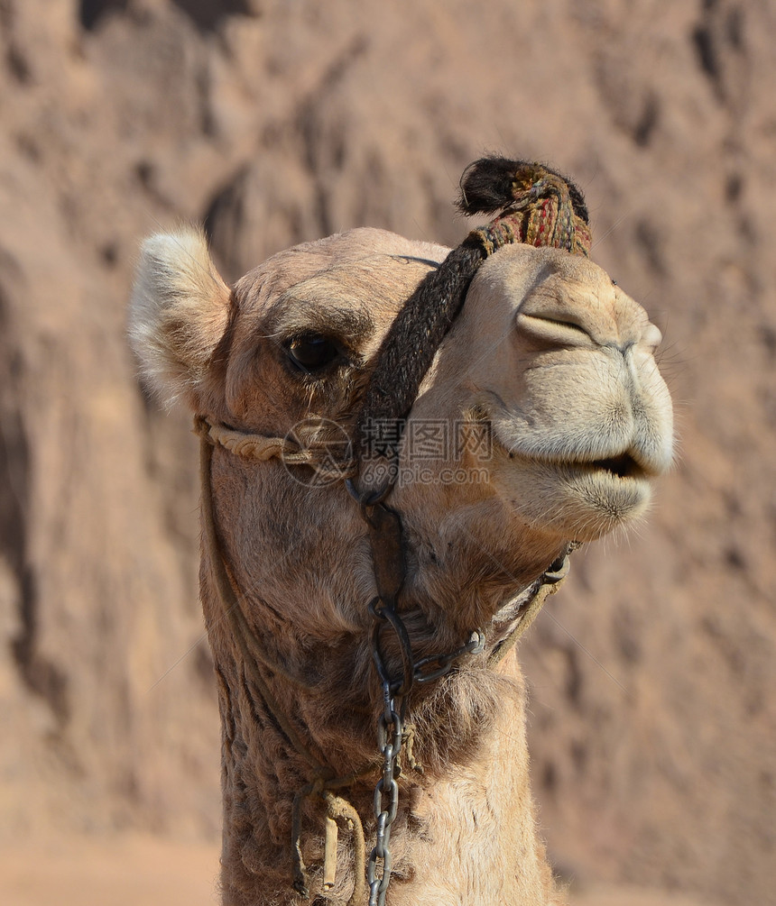 骆驼的肖像异国天空驼峰哺乳动物沙漠黄色旅行蓝色动物单峰图片