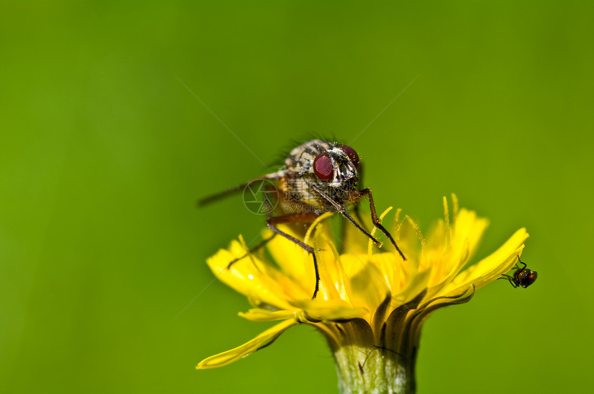 一只大苍蝇和一只小苍蝇 在黄花上图片