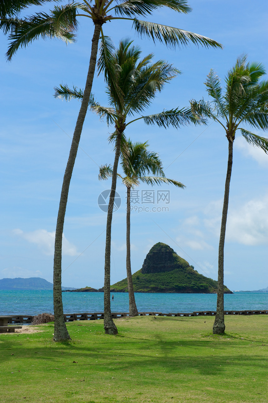 棕榈树和夏威夷奥胡海岸外海洋图片