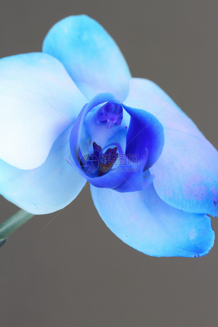 蓝花兰蓝色温室兰花雄蕊情调花园异国花瓣植物图片