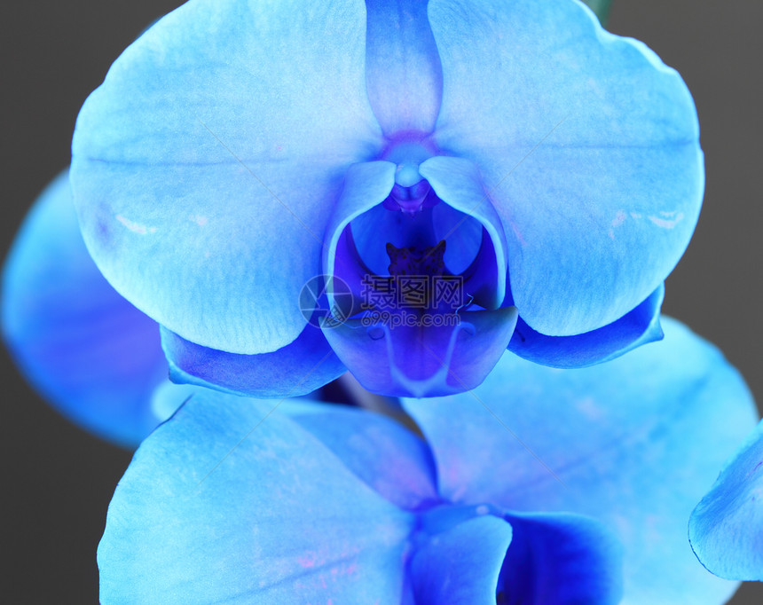 蓝花兰植物花园异国花瓣雄蕊温室兰花情调蓝色图片