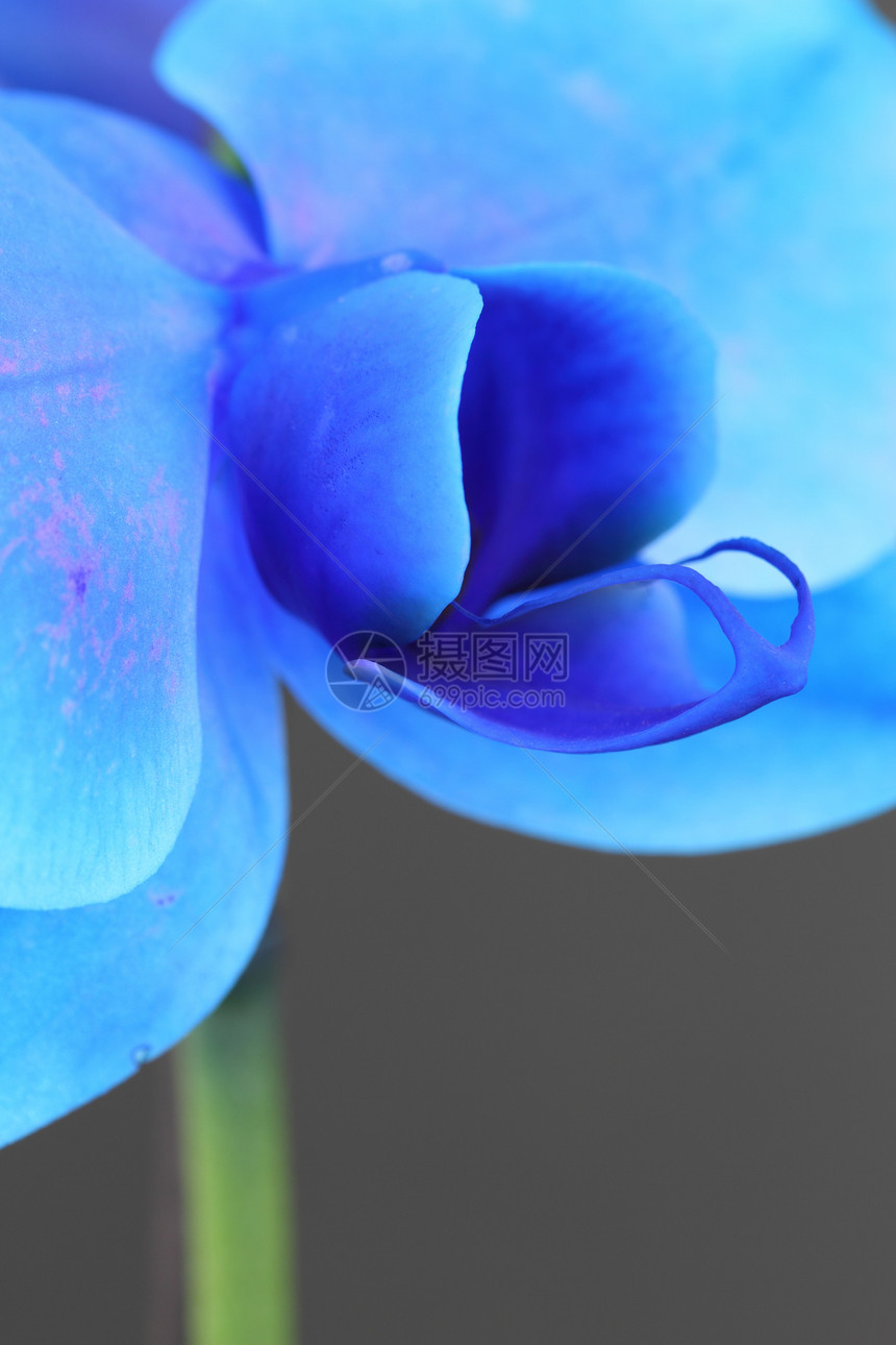 蓝花兰兰花植物温室情调异国花园雄蕊花瓣蓝色图片