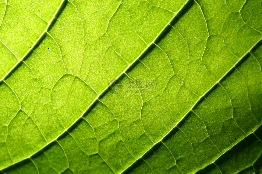 绿叶静脉生活植物学植物群生长草本植物阳光网格宏观花园光合作用图片
