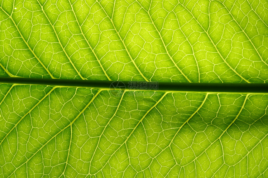 绿叶静脉网格光合作用植物学花园绿色情调植物群森林阴影桦木图片