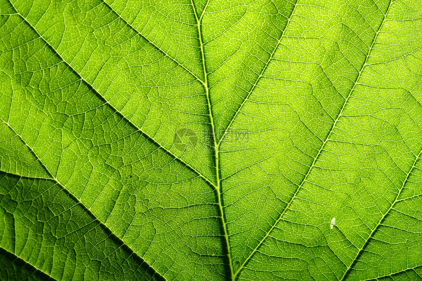 绿叶静脉生长生活森林叶子植物群绿色异国床单网格植物图片