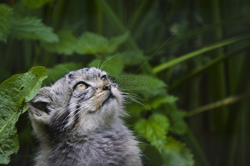 Palllas 猫小猫眼睛手册叶子荒野毛皮动物哺乳动物胡须灌木丛图片