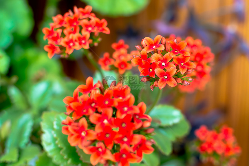 红色卡兰乔美丽绿色植物植物花朵热带草本植物花园雌蕊衬套苔藓图片