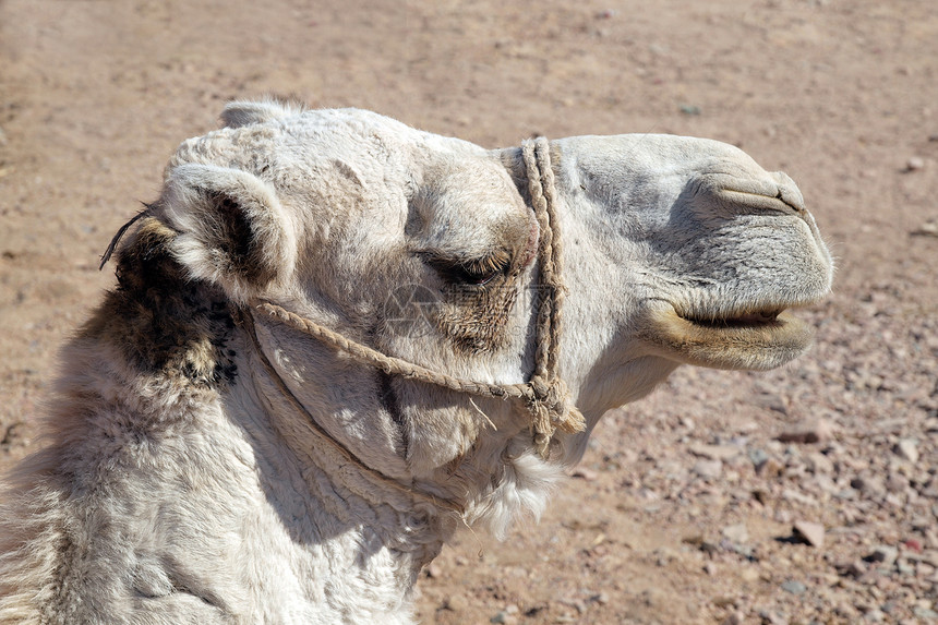 阿拉伯骆驼首野生动物脖子鼻子毛皮旅行动物园农场马具文化头发图片