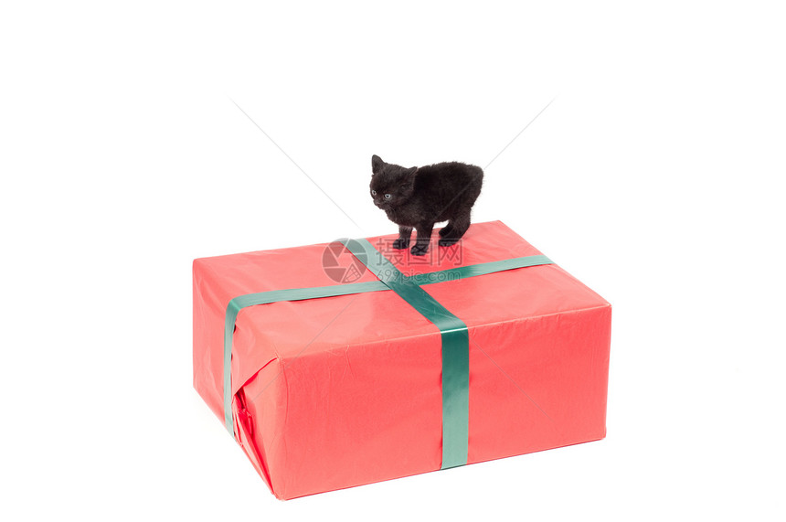 圣诞礼物和小猫咪图片