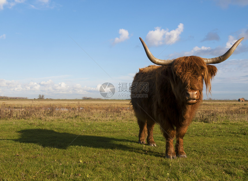 牧场中的苏格兰高地居民休闲牛扒生物精华食物农场动物屠宰场奶牛荒野图片