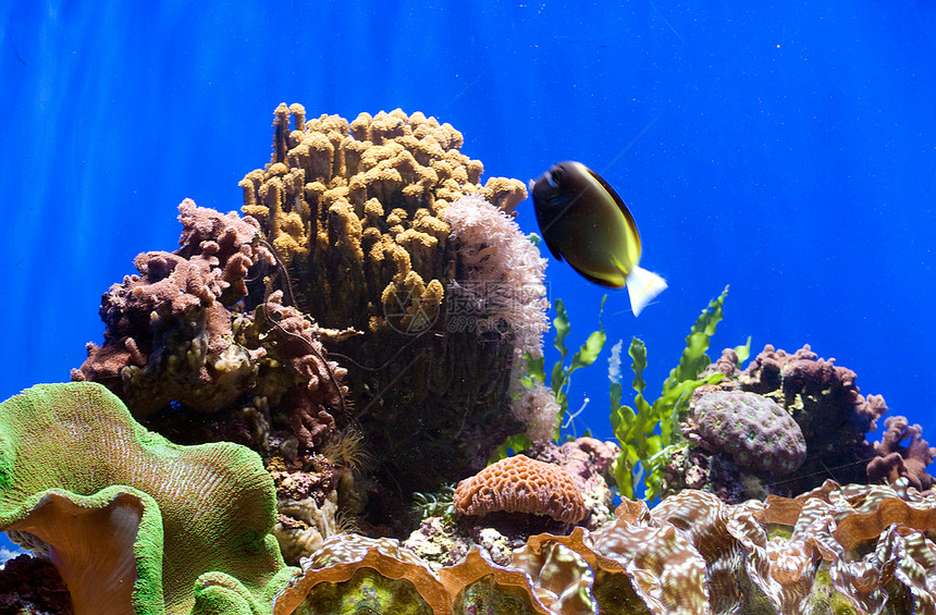 含有鱼类和珊瑚的水族馆花园浮潜动物异国盐水情调生活海洋潜水旅游图片