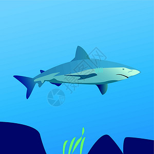 鲨鱼贸易品牌力量屏幕科学活力公司商业网站蓝色背景图片